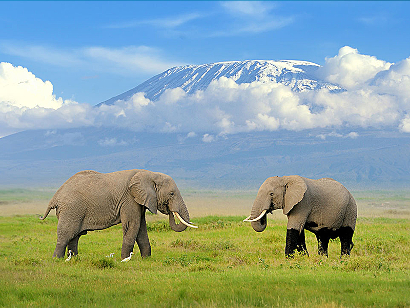 Cheap flights to kilimanjaro